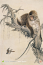 中国工笔画--树上的猴子