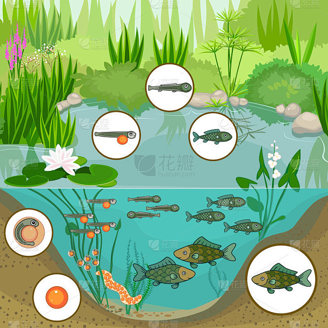 池塘生态系统和鱼类的生命周期。鱼从卵(卵...