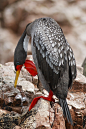 全部尺寸 | Red-legged Cormorant | Flickr - 相片分享！