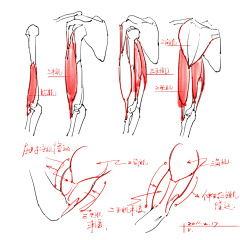 Elvira-璇采集到肌肉人体