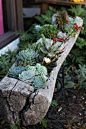 Tree Stump/log with succulents. Love this even with shade loving plants with some moss growing on top.: Log Plants, Logs, Outdoor, Gardens, Delicious, Garden, Succulent Planters