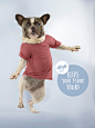 Dreft洗衣液俄罗斯创意广告设计：狗狗们都穿着不小心被洗缩水的衣服。-创意海报-蜂讯网(beeimage.com)-顶级设计资源分享平台
