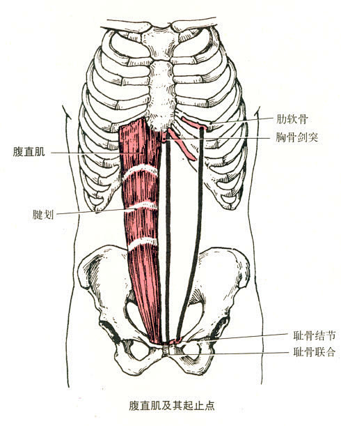 腹直肌<br/>部位：腹前壁正中线两侧。...