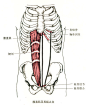 腹直肌<br/>部位：腹前壁正中线两侧。<br/>起点：耻骨上缘。<br/>止点：胸骨剑突及第5～7肋软骨前面。<br/>功能：上固定时，两侧收缩，使骨盆后倾。下固定时，一侧收缩，使脊柱向同侧屈；<br/>两侧收缩，使脊柱屈。还可降肋助呼气。