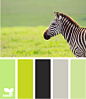 zebra hues