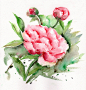 Flower watercolor Peonies Floral Art Watercolor painting Original 8.6x9.4in Spring celebrations