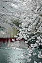 Meguro River in Spring - Tokyo, Japan