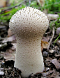 gem-studded puffball or devil's snuff-box (Lycoperdon perlatum)