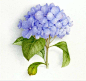 Vincent Jeannerot的精美花卉绘画作品