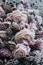  冬季冻玫瑰