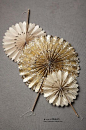 *Samyo美国代购 尼泊尔手工制 粉色系花朵褶皱圆形纸扇组 12个 原创 设计 新款 2013 正品