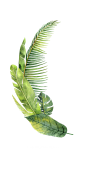 水彩 花圈 热带雨林 动物 植物 鸟类 烈火鸟 冰淇淋 PNG免抠图 wreath 6