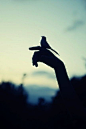 Bird | Hands