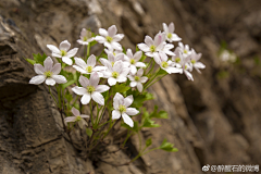 倒数幸福采集到花