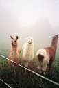 llamas / Katherine Squier | Animals