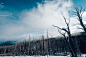 snow-forest-trees-winter.jpg (1920×1280)