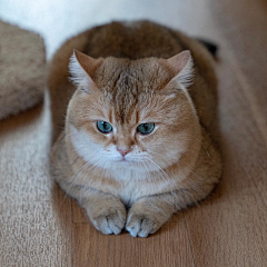 蓝染镜花水月采集到hosico_cat