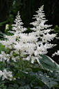 white astilbe - Rhizome spring planting.perenneal.: 