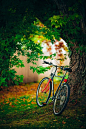 Items similar to Bicycle Resting Against an Autumn Tree, Fall Photography, Cycling, New England, Vermont, Nature, Fall Foliage, Gift for Cyclists, Bike Photo on Etsy