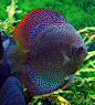 Snakeskin Discus Fish