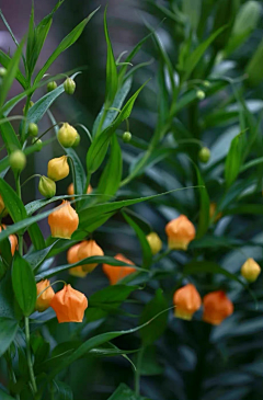 西兰花_开采集到【菇凉果】