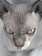 Cool! #sphynx