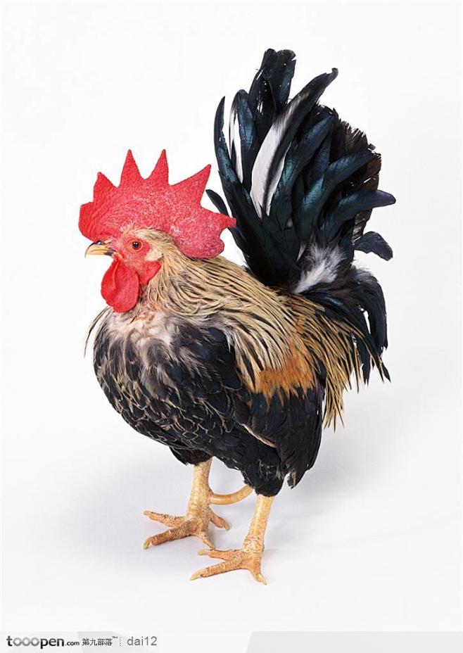 动物表情-小巧的黑色公鸡