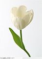 花卉造型-漂亮的白色郁金香@北坤人素材