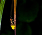 [萤火虫罗曼史：发光觅爱人] 萤火虫是一种浪漫的昆虫，这种浪漫在于它用其他昆虫无法比拟的方式示爱求偶，在每个黑夜里绽放着光亮，与情敌争斗，只为博得爱人的回眸……萤火虫发光吸引对象生物荧光是自然界的奇特现象，萤火虫之所以会发光，是因为萤火虫的尾巴上有一种能发光的物质，我们将它称为“光质”，当这种光质遇到氧气时便会发光，但光度非常微弱，只有在夜晚才能看的清楚。萤火虫发光，其实是个消耗能量的过程，可是为什么萤火虫要不惜代价“点亮”自己呢?这跟萤火虫的求偶行为有关。萤火虫发光觅爱人与......