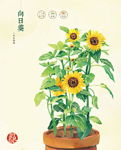 素素·zgyssx采集到素材_花