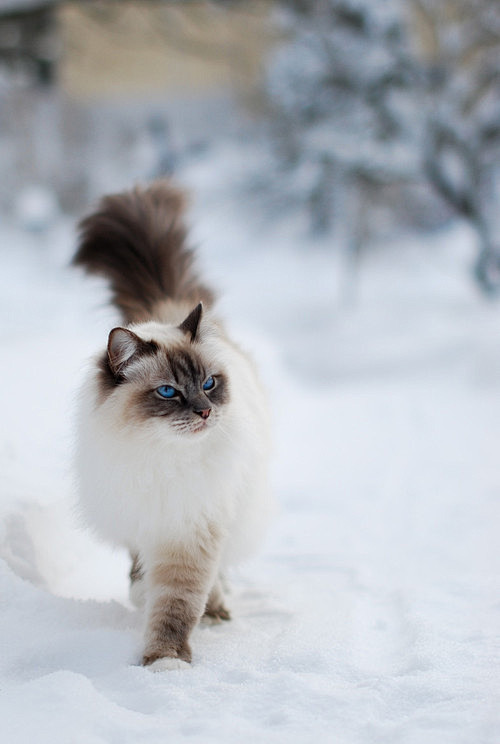 Snow King

Photo by ...