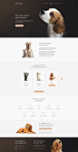 动物收容所网站模板 - 免费资源 - animal-shelter-website-template-s03.jpg