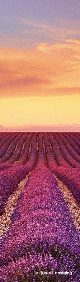 日落的薰衣草田 ，法国普罗旺斯