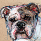 Pittsburgh Artist Julie Pfirsch - Pet Portraits and Oil Paintings : Pittsburgh Pennsylvania based artist - commission pet portraits. Custom sketches in pencils, pen and colored pencil.  Art style both expressive and realistic.