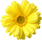 金色花朵花瓣向日葵菊花金盏菊海报元素免扣png透明背景素材 —— 1设计素材网