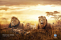 Volkswagen: Lions