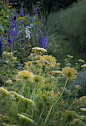 Ammi Visnaga
阿米芹