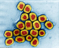 Looking uncannily like a collection of sushi, in fact this is a closeup of Smallpox viruses. The virus consists of genetic material (red), DNA (deoxyribonucleic acid), enclosed by a protein capsid (coat, yellow)