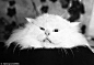 一日一猫：黑白照片中的愤怒喵星人[21P] 早在第一台相机发明伊始，狗狗猫咪的主人们就在记录这些又2又萌的小家伙们。瞧瞧来自上世纪20、30、50年代的黑白照-广摄天下-靠垫网 http://www.kaoder.com
进入大西洋猫咪俱乐部36届年度冠军猫提名的 Twinlight Skipper Whipper ——1938年
http://www.kaoder.com/?thread-view-fid-13-tid-62933.htm