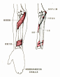 旋前圆肌

起点：肱骨内上髁和尺骨冠突。

止点：桡骨外侧面中部。

功能：近固定时，使前臂内旋，辅助肘关节屈。