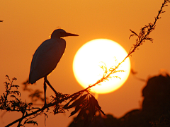 意思蛮嬲塞采集到夕阳