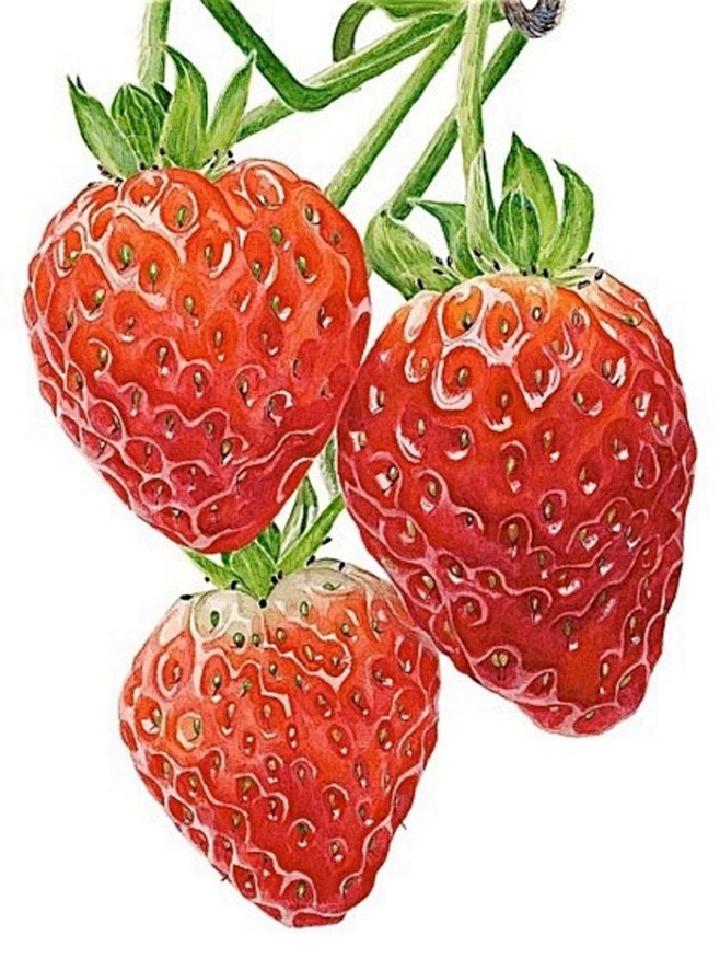 彩铅   草莓