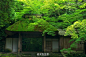 雨中石上的鲜绿苔藓，庭院回廊看得到的温软绿意，山野自然之息流动着，逐渐湿润了心脾。订阅号正在推送「苔藓生花，氤氲的日本湿气文化」，欢迎关注yuanye798