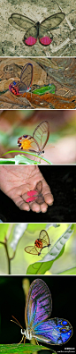 【透明翅的蝴蝶】南美洲的晶眼蝶家族中，有很多种类的翅是透明的，只在后翅上有彩色的颜色和眼斑。在茂密的丛林里，这种透明的蝴蝶很容易隐身在背景中。但在特定的光线角度下，透明的翅又会闪耀出蓝紫色的光泽！