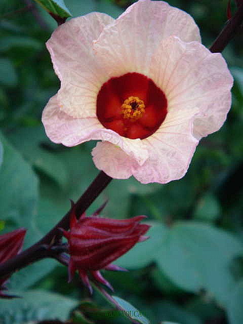玫瑰茄（洛神花）锦葵科