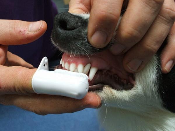 Brushing a dog's tee...