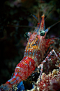 underthevastblueseas:

Shrimp by nicolas.terry on Flickr