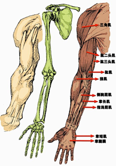 zifudao采集到人体 结构