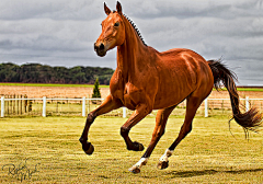 重庆渝中汪洋采集到horse