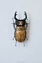 日本艺术家 AKIHIRO HIGUCHI 樋口明宏：甲虫髹漆 ​​​​